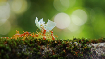 four ants lift a flower whilst on top of a log.