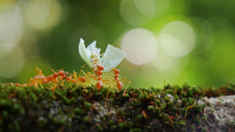 four ants lift a flower whilst on top of a log. 